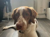 Milo, Épagneul Breton croisé Setter Anglais à donner