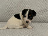 Chiots Jack Russell &agrave; vendre