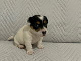 Chiots Jack Russell &agrave; vendre