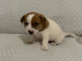 Chiots Jack Russell &agrave; vendre