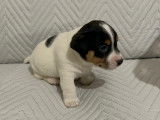 Chiots Jack Russell &agrave; vendre
