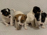 Chiots Jack Russell &agrave; vendre