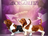À vendre : 6 chiots Basset-Hounds LOF, de septembre 2023