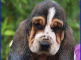 À vendre : 6 chiots Basset-Hounds LOF, de septembre 2023