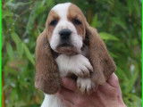 À vendre : 6 chiots Basset-Hounds LOF, de septembre 2023