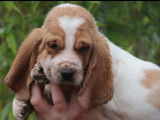 À vendre : 6 chiots Basset-Hounds LOF, de septembre 2023