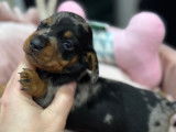 Chiot teckel nain