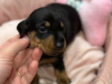Chiot teckel nain