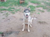Chien de race Husky Sibérien à donner