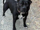 Mâle Staffordshire Bull Terrier disponible pour saillie