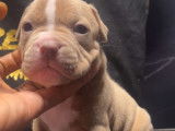Chiots American Bully pocket merles à vendre