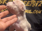 Chiots American Bully pocket merles à vendre