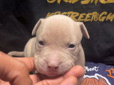 Chiots American Bully pocket merles à vendre