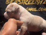 Chiots American Bully pocket merles à vendre