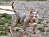 Chiots American Bully pocket merles à vendre