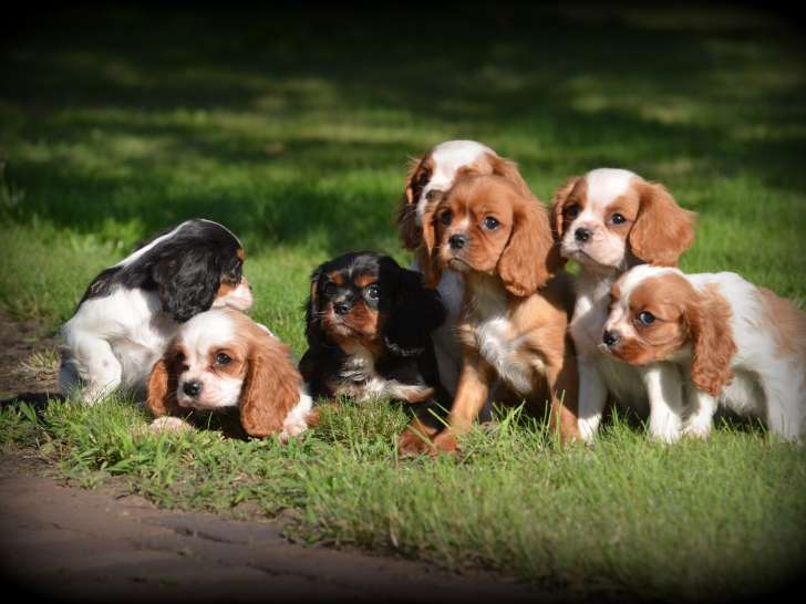 Chiots Cavalier King Charles Spaniel à vendre