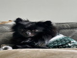 Mâle Loulou de Poméranie disponible pour une saillie