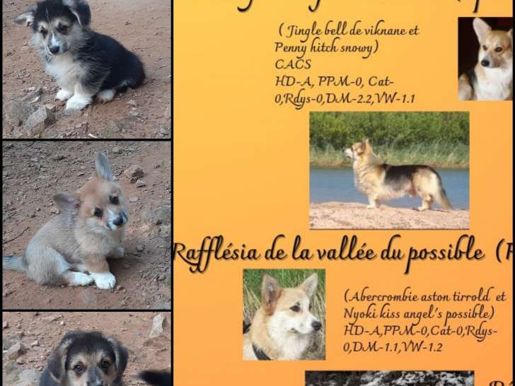 Chiots de race Welsh Corgi Pembroke à vendre (1 femelle & 6 mâles)