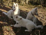 Chiots de race Berger Blanc Suisse &agrave; vendre (7 femelles & 4 m&acirc;les)