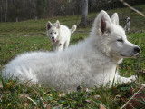 Chiots de race Berger Blanc Suisse &agrave; vendre (7 femelles & 4 m&acirc;les)