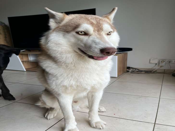 Mâle Husky Sibérien LOF disponible pour saillie