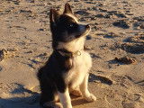 Mâle Pomsky F2 disponible pours saillie