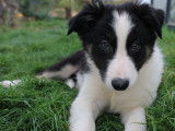 6 chiots Border Collies noir et blanc disponibles à l'achat