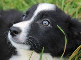 6 chiots Border Collies noir et blanc disponibles à l'achat