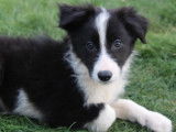 6 chiots Border Collies noir et blanc disponibles à l'achat