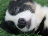 6 chiots Border Collies noir et blanc disponibles à l'achat