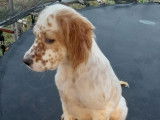 Deux chiots Setter Anglais LOF à vendre