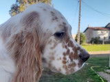 Deux chiots Setter Anglais LOF à vendre