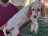 Deux chiots Setter Anglais LOF à vendre