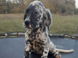 Deux chiots Setter Anglais LOF à vendre