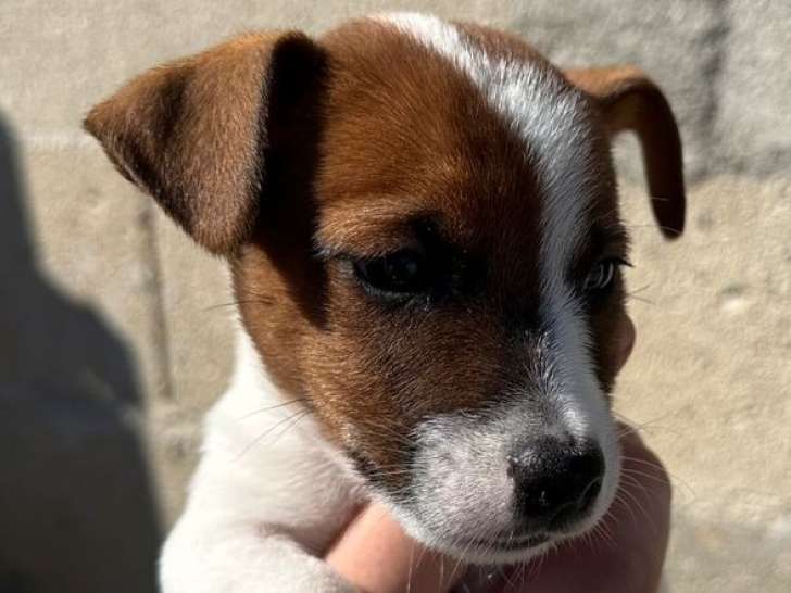 À vendre : 8 chiots Jack Russell Terrier LOF