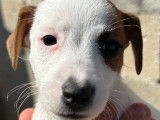 À vendre : 8 chiots Jack Russell Terrier LOF