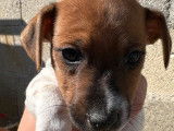 À vendre : 8 chiots Jack Russell Terrier LOF
