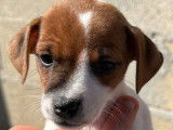 À vendre : 8 chiots Jack Russell Terrier LOF