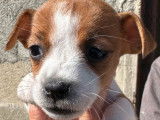 À vendre : 8 chiots Jack Russell Terrier LOF