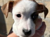 À vendre : 8 chiots Jack Russell Terrier LOF