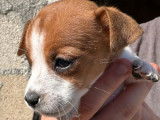 À vendre : 8 chiots Jack Russell Terrier LOF