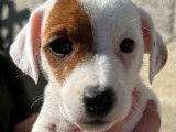 À vendre : 8 chiots Jack Russell Terrier LOF