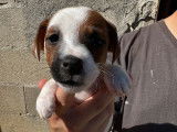 À vendre : 8 chiots Jack Russell Terrier LOF