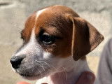 À vendre : 8 chiots Jack Russell Terrier LOF