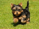 À réserver : 5 chiots Yorkshire Terriers LOF