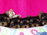 À réserver : 5 chiots Yorkshire Terriers LOF
