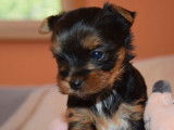 À réserver : 5 chiots Yorkshire Terriers LOF