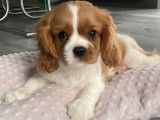 À acheter : deux chiots Cavaliers King Charles LOF