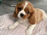 À acheter : deux chiots Cavaliers King Charles LOF