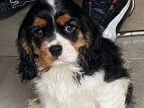 À acheter : deux chiots Cavaliers King Charles LOF